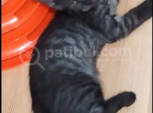 British Shorthair 2 Aylık Erkek Yavru .
