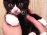British Shorthair 2 Aylık Erkek Yavru .