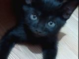 British Shorthair 2 Aylık Erkek Yavru .