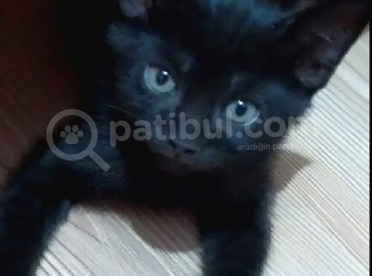 British Shorthair 2 Aylık Erkek Yavru . görsel