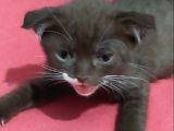 Scottish Fold Yavrular