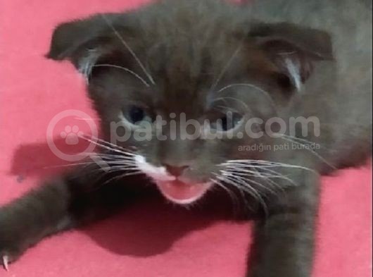 Scottish Fold Yavrular