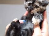 Scottish Fold Yavrular