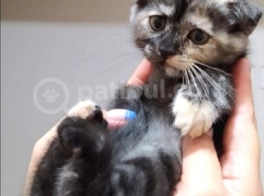 Scottish Fold Yavrular görsel