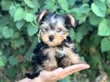 Yorkshire Terrier Bebekler