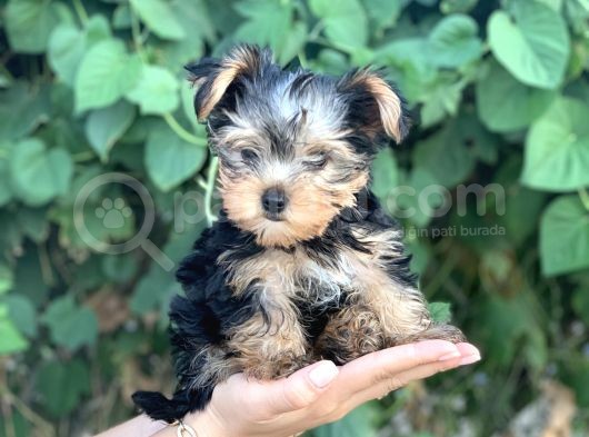 Yorkshire Terrier Bebekler