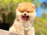 Ayıcık Surat Boo Pomeranian Yavrular