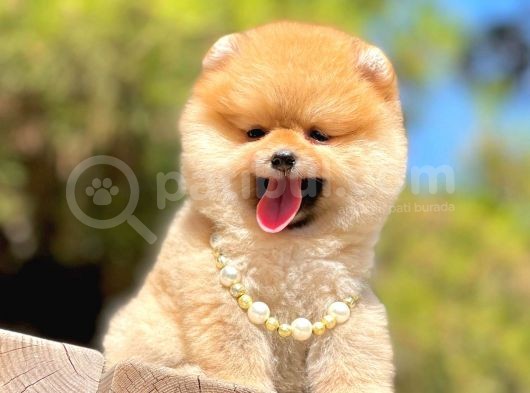 Ayıcık Surat Boo Pomeranian Yavrular görsel