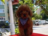 Red Brown Toy Poodle Yavrular