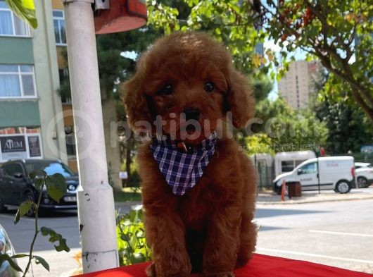 Red Brown Toy Poodle Yavrular görsel
