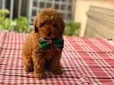 Orjinal Toy Poodle Yavrularımız