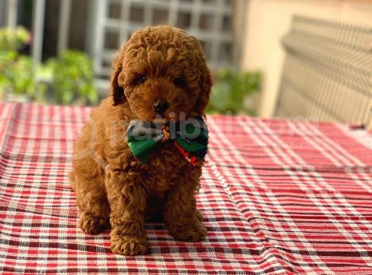 Orjinal Toy Poodle Yavrularımız görsel