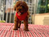 Orjinal Toy Poodle Yavrularımız