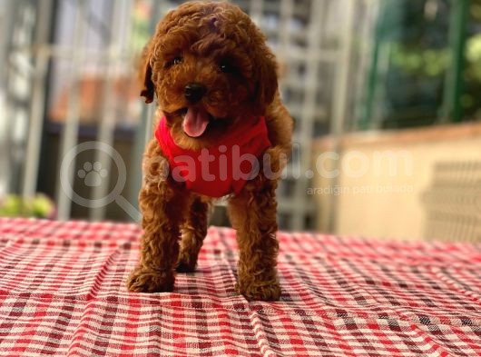 Orjinal Toy Poodle Yavrularımız