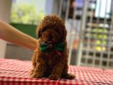 Orjinal Toy Poodle Yavrularımız