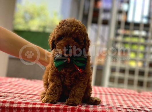 Orjinal Toy Poodle Yavrularımız