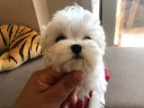 Orji̇nal Maltese Yavrularimiz