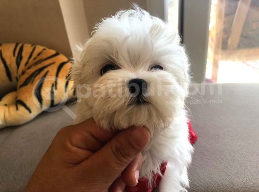 Orji̇nal Maltese Yavrularimiz