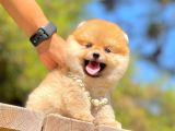 Ayıcık Surat Boo Pomeranian Yavrular