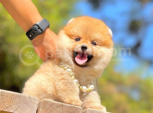 Ayıcık Surat Boo Pomeranian Yavrular görsel
