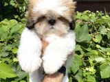 Xxs En İyi Kalite Shihtzu Yavrular
