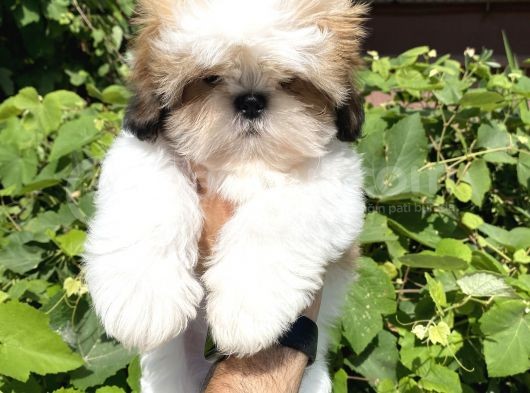 Xxs En İyi Kalite Shihtzu Yavrular görsel