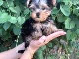 Yorkshire Terrier Bebekler