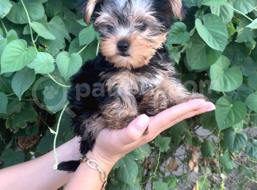Yorkshire Terrier Bebekler görsel