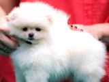 Pomeri̇an Boo Yavrularimiz