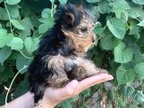 Yorkshire Terrier Bebekler