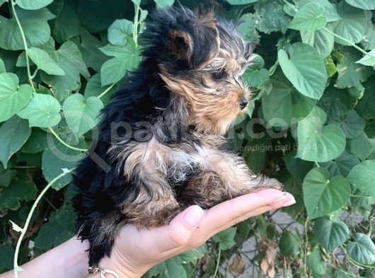 Yorkshire Terrier Bebekler görsel