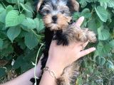 Yorkshire Terrier Bebekler