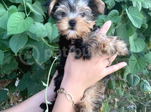 Yorkshire Terrier Bebekler görsel