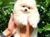 Pomeranian Boo Yavrularımız