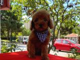 Red Brown Toy Poodle Yavrular