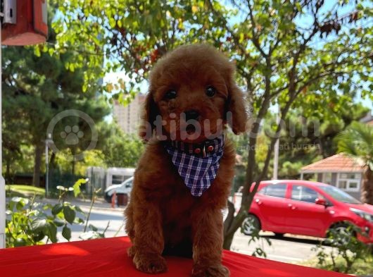 Red Brown Toy Poodle Yavrular görsel