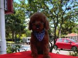 Red Brown Toy Poodle Yavrular