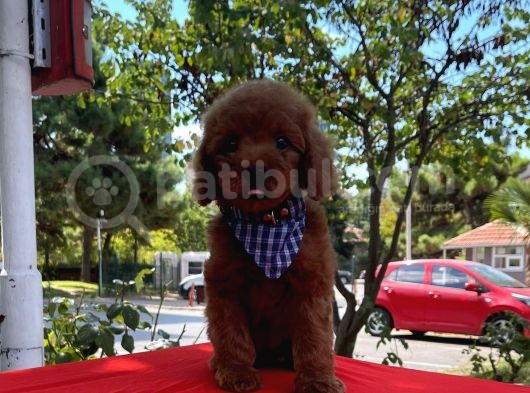 Red Brown Toy Poodle Yavrular görsel