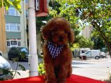 Red Brown Toy Poodle Yavrular