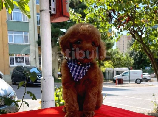 Red Brown Toy Poodle Yavrular