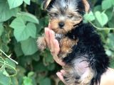 Yorkshire Terrier Bebekler