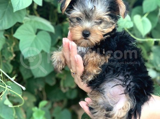 Yorkshire Terrier Bebekler görsel