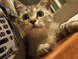 Si̇lver Tabby Bri̇ti̇sh Shorthai̇r