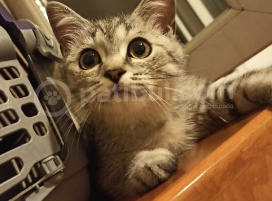 Si̇lver Tabby Bri̇ti̇sh Shorthai̇r