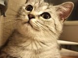 Si̇lver Tabby Bri̇ti̇sh Shorthai̇r