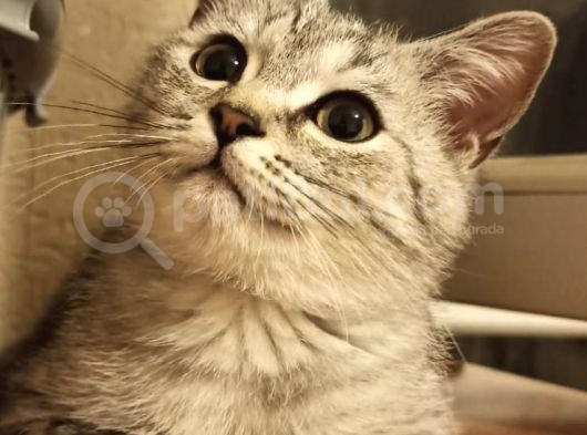 Si̇lver Tabby Bri̇ti̇sh Shorthai̇r görsel