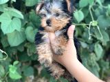 Yorkshire Terrier Bebekler