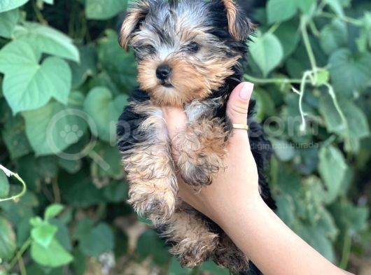 Yorkshire Terrier Bebekler görsel