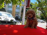 Red Light Toy Poodle Mini Boy Yavrular