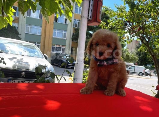 Red Light Toy Poodle Mini Boy Yavrular görsel